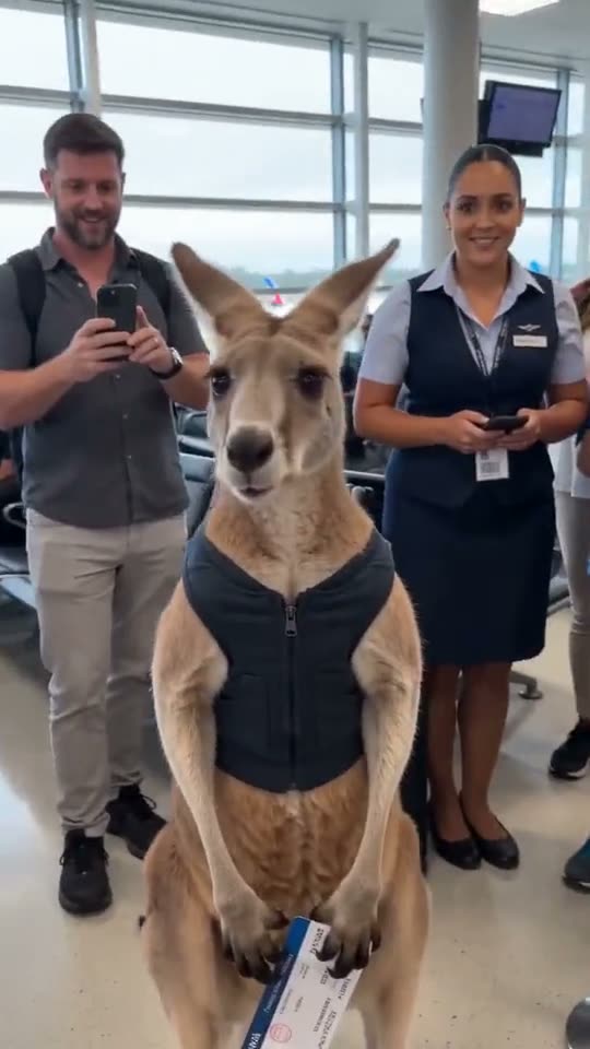 Support kangaroo at the gate — Seedance 2.0 Fast
